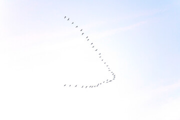 Birds flying in a blue cloudy cloudy sky at sunrise in winter, Almere, Flevoland, The Netherlands, January 18, 2026