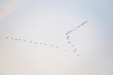 Birds flying in a blue cloudy cloudy sky at sunrise in winter, Almere, Flevoland, The Netherlands, January 18, 2026