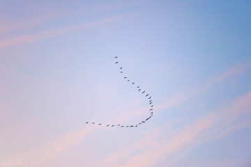 Birds flying in a blue cloudy cloudy sky at sunrise in winter, Almere, Flevoland, The Netherlands, January 18, 2026