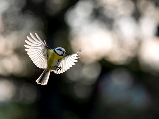 Blaumeise, Cyanistes caeruleus