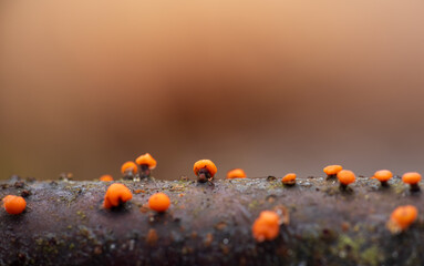 Slime mold, trichia decipiens orange mushroom. Nature macro background