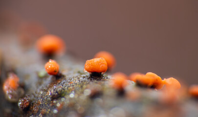 Slime mold, trichia decipiens orange mushroom. Nature macro background