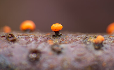 Slime mold, trichia decipiens orange mushroom. Nature macro background