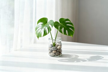 Monstera plant in glass jar with stones
