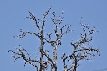 Obraz premium A dried up branches of the tree against a blue sky.