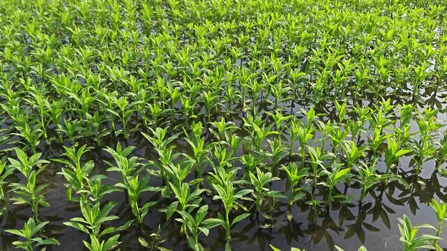 Rows of Vibrant Green Aquatic Plants Growing in Shallow Water During Daytime