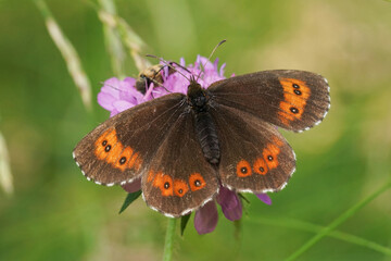 Obraz premium Beautiful Austrian wood Butterfly Rest on Flower, Nature's Beauty Captured in Macro Shot