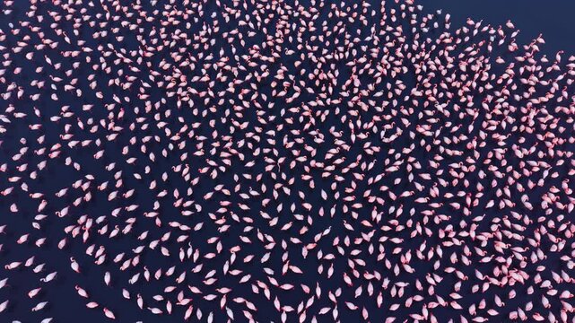 A stunning view of many flamingos gracefully swimming in serene waters, their pink feathers contrasting beautifully against the deep blue surface as the sun sets.