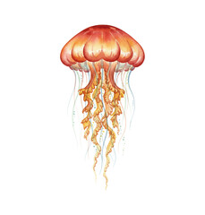 Vibrant orange and red jellyfish with flowing tentacles a beautiful watercolor marine animal illustration © slowbuzzstudio