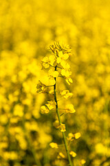 Obraz premium Yellow Canola Meadow in Rural Landscape. Dense rapeseed flowers growing across farmland during spring creating vibrant yellow agricultural scenery