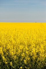 Obraz premium Agricultural Canola Field with Natural Background. Canola field in full bloom near green trees representing spring agriculture and rural nature environment