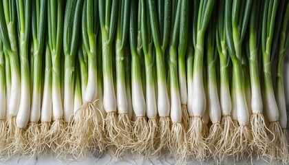 Freshly Harvested Green Onions with Roots Intact Lined Up for Sale