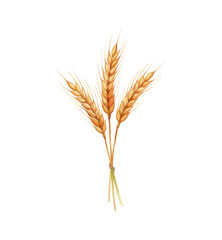 Three Golden Wheat Stalks Tied Together with a Green String Harvest Crop Healthy Food Plant Detail Bright Sunny Mood © slowbuzzstudio