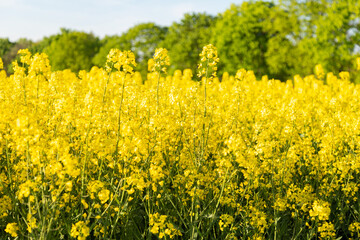 Obraz premium Yellow Canola Field Near Green Forest