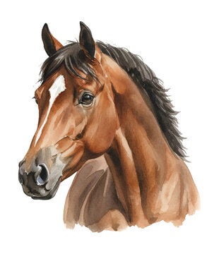 Majestic Brown Horse Head Portrait with Distinct White Blaze and Dark Mane Displaying Calm Serene Expression in Watercolor Style