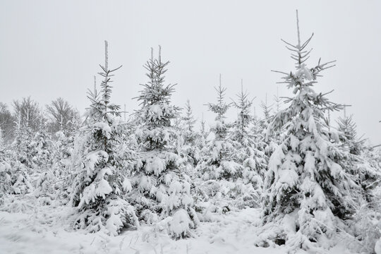 Sapins couverts de neige dans le bois de Poix-Saint-Hubert, en Belgique, le 11 janvier 2026.