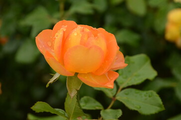 オレンジ色の花
