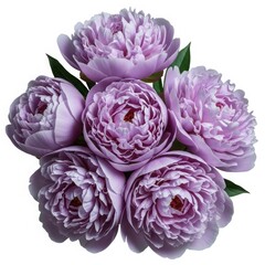 Obraz premium Peony Bouquet: Delicate and enchanting, this close-up showcases a gathering of soft, lavender peonies, their velvety petals creating a mesmerizing display of floral beauty.