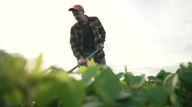 Farmer hoeing soybean farm outdoors. Dedicated farmer working in soybean field with hoe. Agricultural worker maintaining soybean crops. farm field for better yield. Farmer shirt working outdoors.