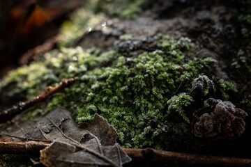 Obraz premium Frosted Moss and Leaves on Mossy Log