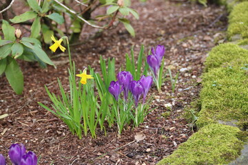 Fr&uuml;hlingserwachen in der Natur mit Narzissen und Krokussen