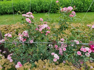Wonderful flowers in the garden. Spiraea japonica and roses.