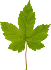 Young, light-green leaf of maple tree