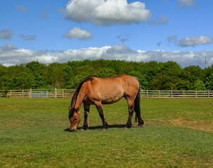 Obraz premium Brown horse grazing in a meadow