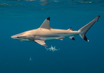Fototapeta premium Ocean's Silent Hunter