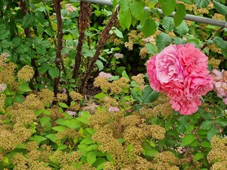 Beautiful flowers, floral concept background. Spiraea japonica and roses.