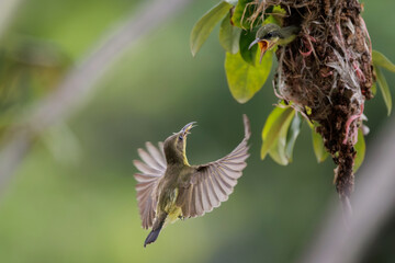 Olive-backed Sunbird, Cinnyris jugularis, Baby, staying in the nest, waiting for parent to return with insects and other small food items, tiny and active sunbird of forests or parks, bird in nest