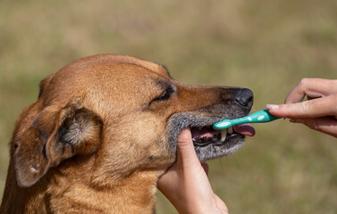 Hund werden Z&auml;hne geputzt