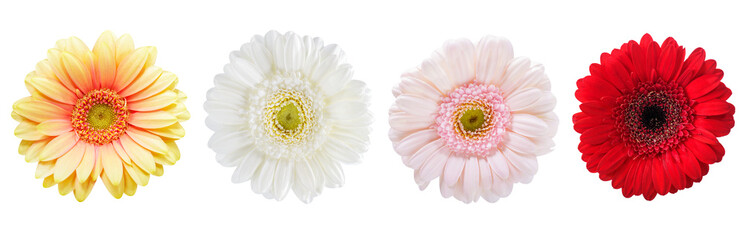 set of colorful gerbera flowers isolated on transparent background, top view