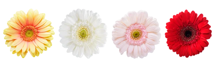 Fototapeten Gerbera set of colorful gerbera flowers isolated on transparent background, top view  © Nitr