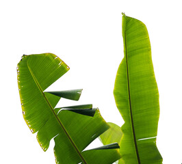 Close-Up of Vibrant Green Banana Leaves Against a Transparent Background: A Delight for Natural Lovers and Indoor Plant Enthusiasts. © Mukta