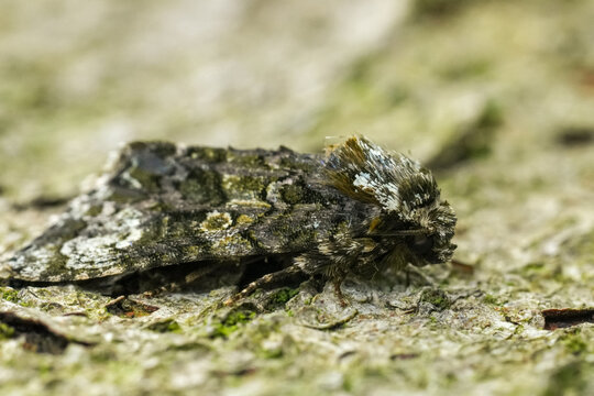 Closeup on the European Coronet owlet moth, Craniophora ligustri