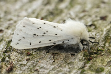 Obraz premium Delicate Moth Rest on Textured Bark, Close-Up Detail for Wildlife and Nature Imagery and Creative Macro Concepts