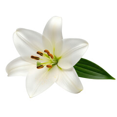 Fototapeta premium White lily flower isolated on transparent background