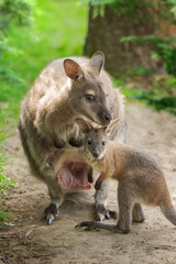 cute Parma wallaby (Macropus parma) with a young joey in its pouch in natural habitat © myschka79