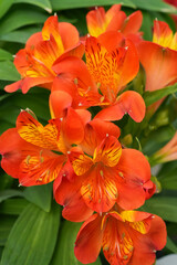 Obraz premium Vibrant Alstroemeria Blossoms: A Burst of Color and Natural Beauty in Full Bloom