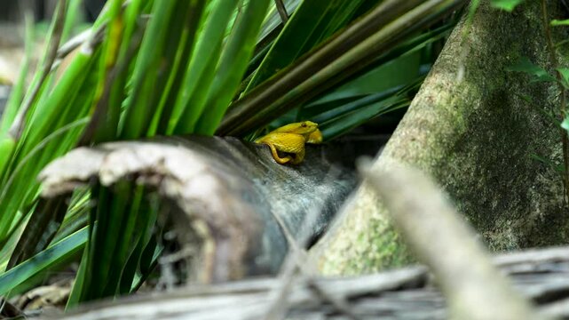 Yellow Eyelash Viper hidden in tropical vegetation in Cahuita National Park, Costa Rica