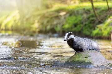 European badger is posing on a stone in the middle of the river in sunny day. © frank11