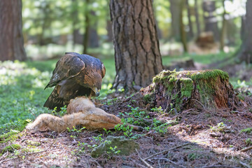 Fototapeta premium Golden eagle eats a fox it has caught in the forest. Horizontally. 