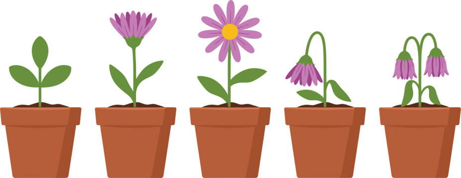Vector illustration showing the complete life cycle of a purple daisy flower in terracotta pots from healthy green leaves to full bloom and final wilting stages.