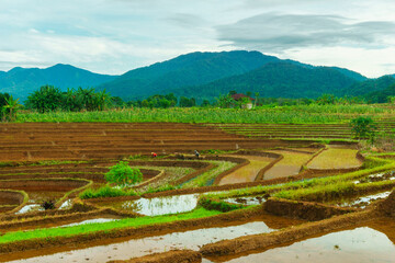 Beautiful morning view in Indonesia, panoramic landscape of rice fields with mountain ranges and clear sky