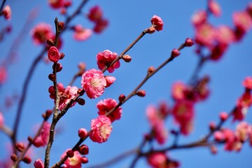 青空に満開の梅　川口市グリーンセンター