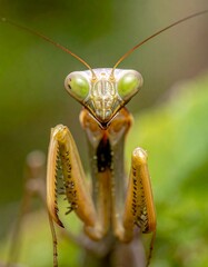 Mantis stands upright, face forward. Large eyes, light green, looking directly at the camera with green bokeh background