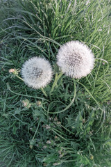 Dwa dmuchawce na zielonej łące – wiosenny detal natury © PIOTR D