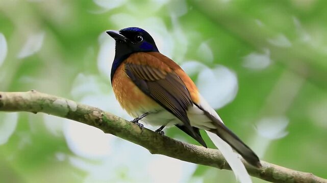 Rufous-backed Sibia Perched on Branch Against Lush Green Background