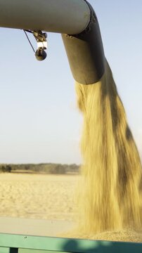 Combine harvester auger unloading golden wheat grains